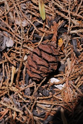 Sequoiadendron giganteum - sekvojovec obrovský - zralá šiška